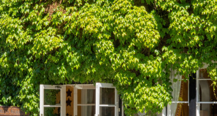 Sunlit ivy-covered hotel entrance with open French doors and well-kept garden.