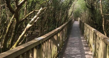 A peaceful woodland pathway at Old Ground Hotel, surrounded by lush greenery and dappled sunlight.