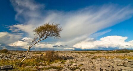 A lone tree stands in a rocky landscape under a vast, cloudy sky at the Burren, Ireland.