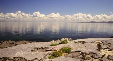Scenic view of calm sea, rocky shore, and vibrant flowers under a clear blue sky.